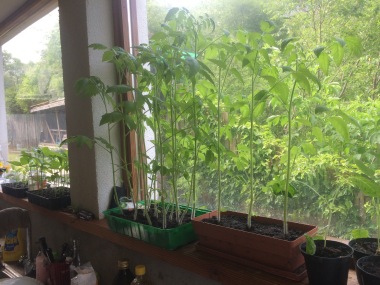Indoor overgrown tomato plants